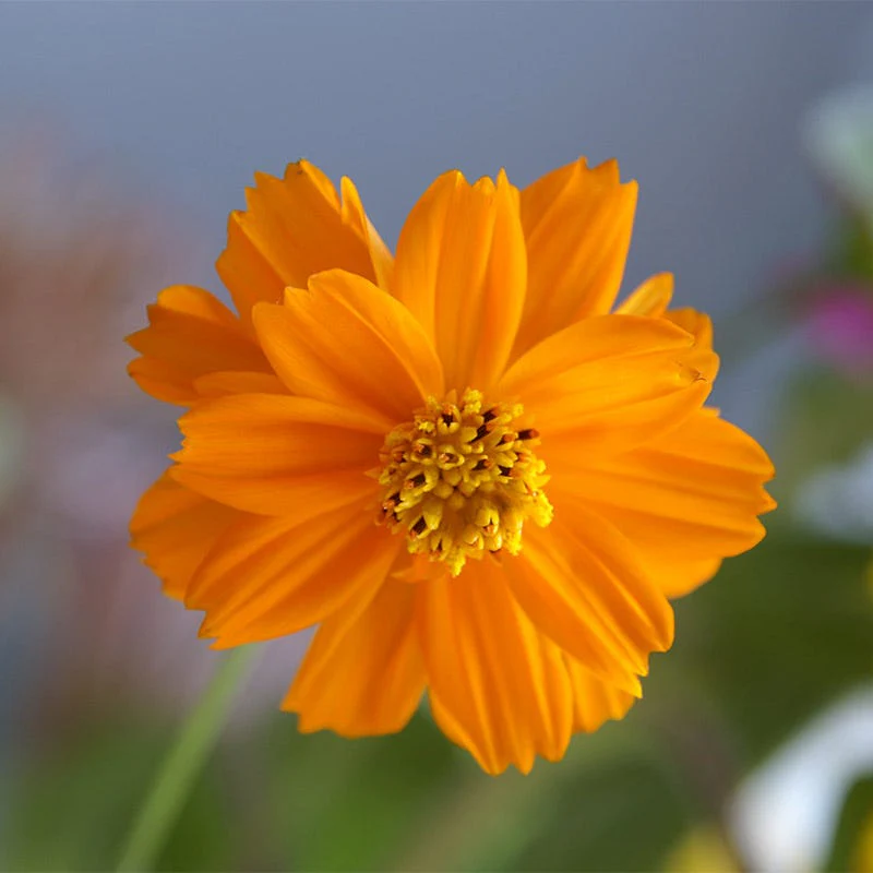 Sulphur Cosmos Seeds - Image 6