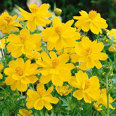 Dwarf Lemon Sulphur Cosmos Seeds - Image 4