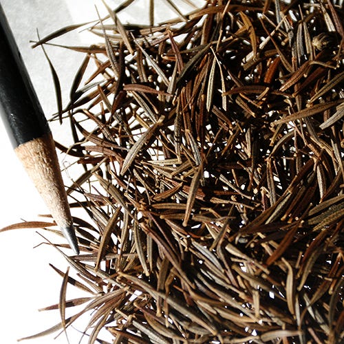 Dwarf Lemon Sulphur Cosmos Seeds - Image 5