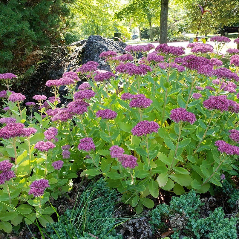 Sun Loving Pre-Planned Garden - Small - Image 5