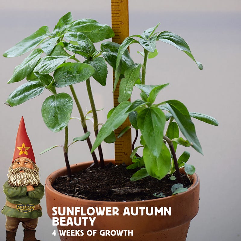 Autumn Beauty Sunflower Seeds - Image 10