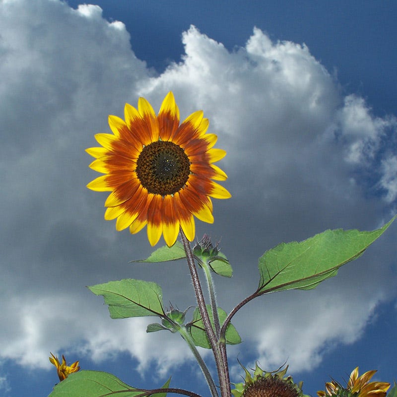 Autumn Beauty Sunflower Seeds - Image 4