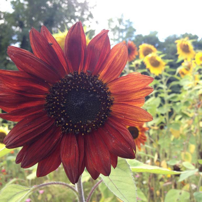Autumn Beauty Sunflower Seeds - Image 5