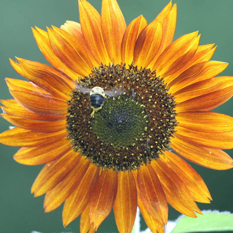Autumn Beauty Sunflower Seeds - Image 6