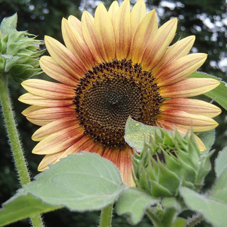 Autumn Beauty Sunflower Seeds - Image 7