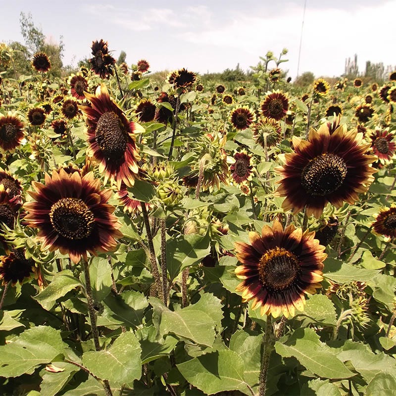 Crimson Velvet Sunflower Seeds - Image 3