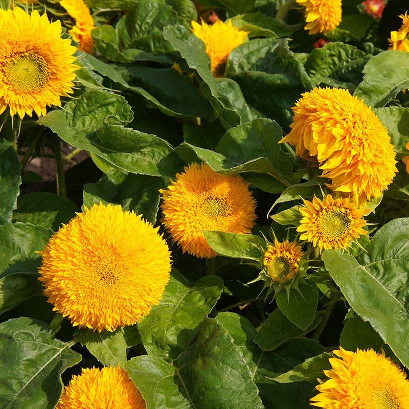Dwarf Sungold Sunflower Seeds - Image 3