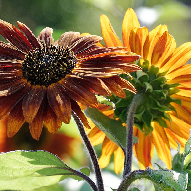 Earthwalker Sunflower Seeds - Image 2