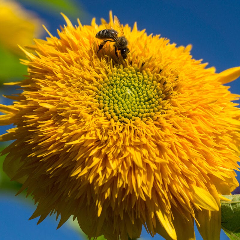 Giant Teddy Bear Sunflower Seeds - Image 2