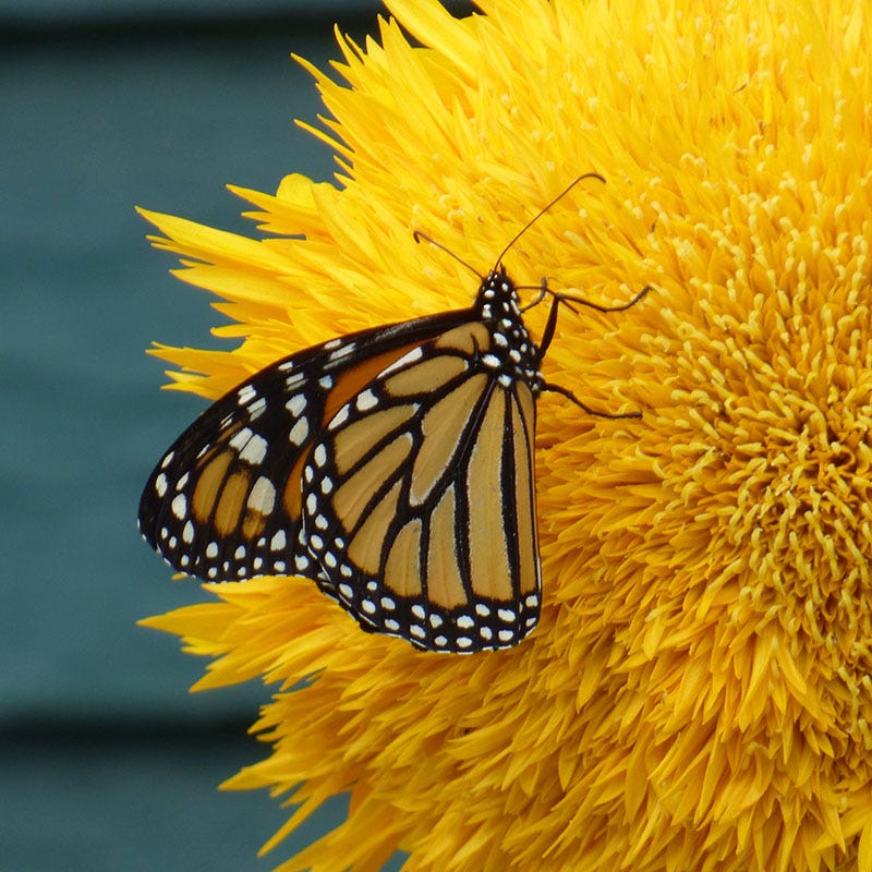 Giant Teddy Bear Sunflower Seeds - Image 3
