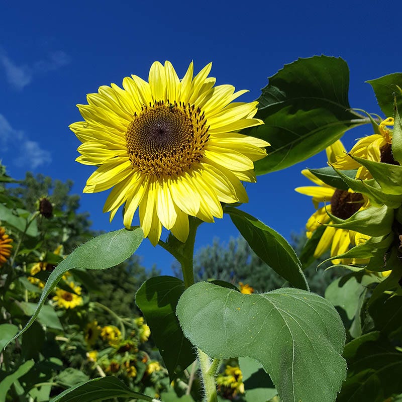 Lemon Queen Sunflower Seeds - Image 2