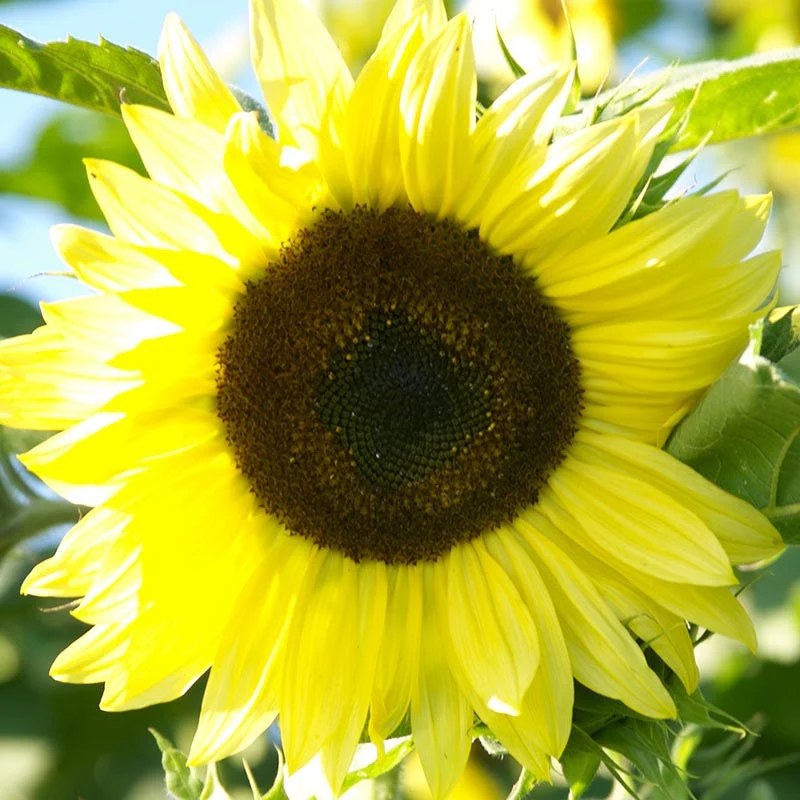 Lemon Queen Sunflower Seeds - Image 3