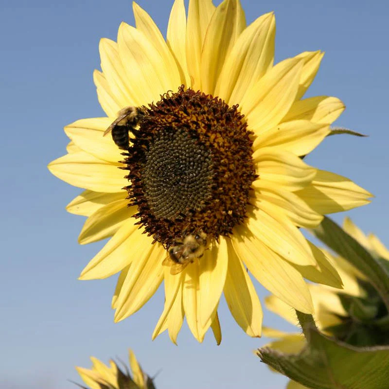 Lemon Queen Sunflower Seeds - Image 4