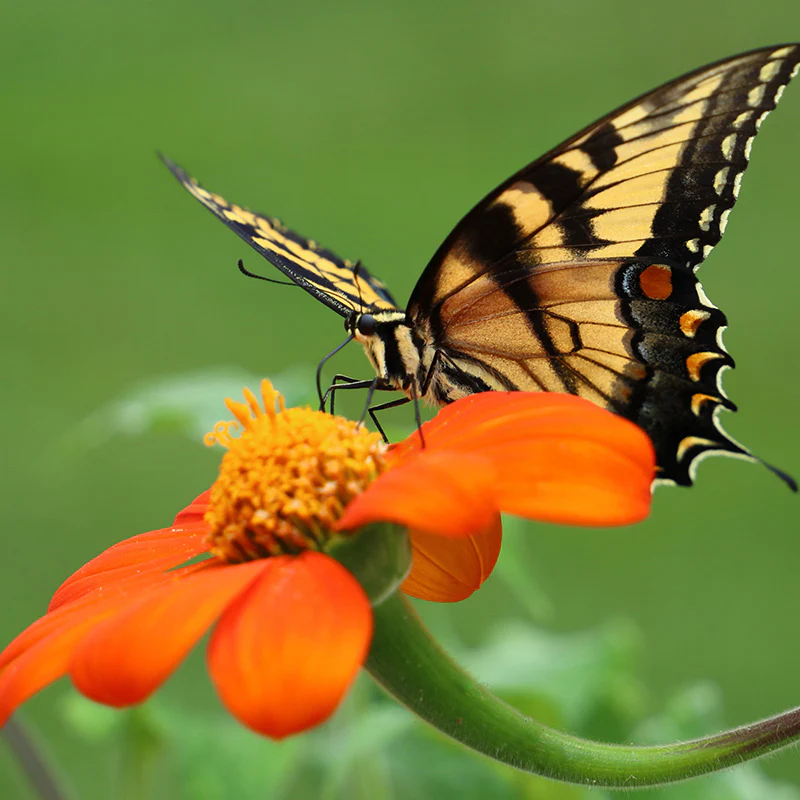 Mexican Sunflower Seeds - Image 2