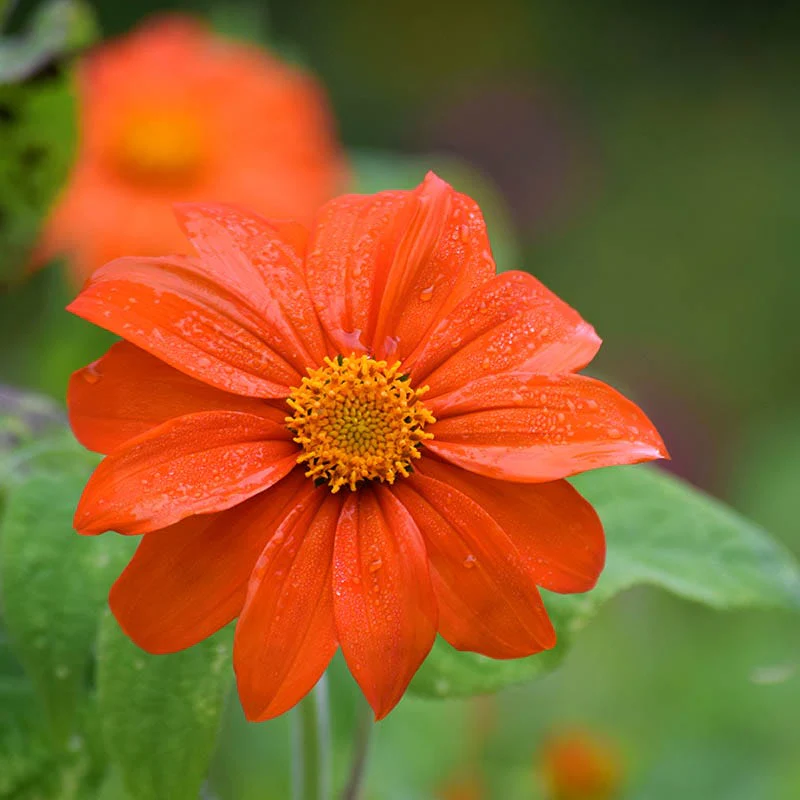 Mexican Sunflower Seeds - Image 3