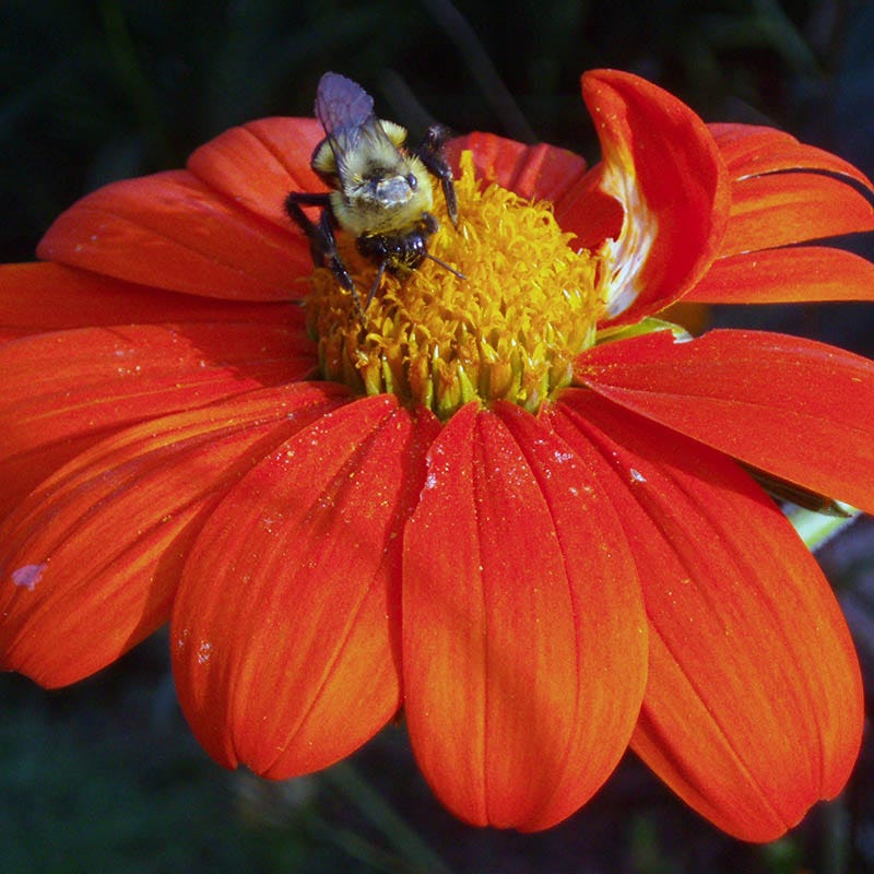 Mexican Sunflower Seeds - Image 4