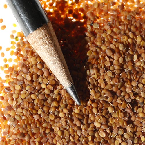 Sweet Alyssum Seeds - Image 5