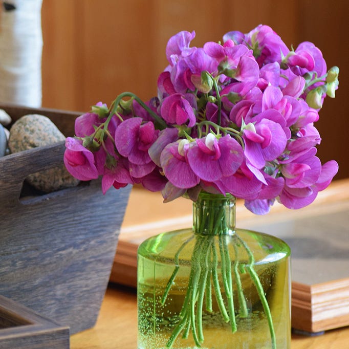 Sweet Pea Seeds - Image 2