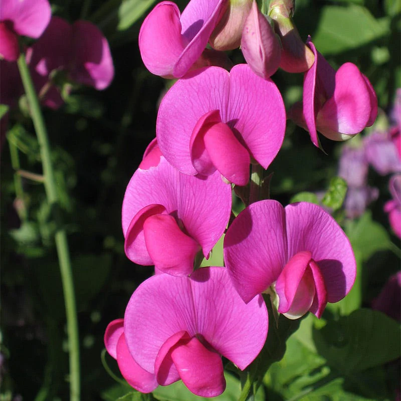 Sweet Pea Seeds - Image 4