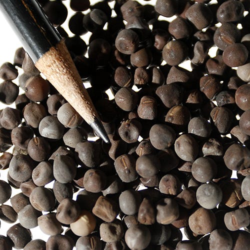 Royal Family Sweet Pea Seeds Mix - Image 3