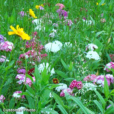 Sweet William Seeds - Image 4