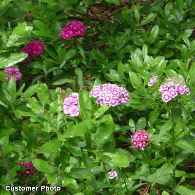 Sweet William Seeds - Image 5