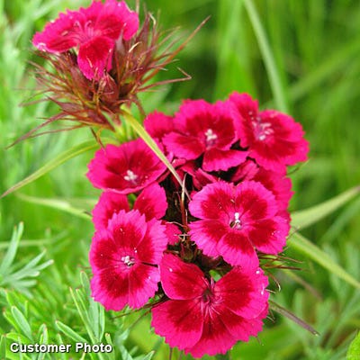 Sweet William Seeds - Image 6