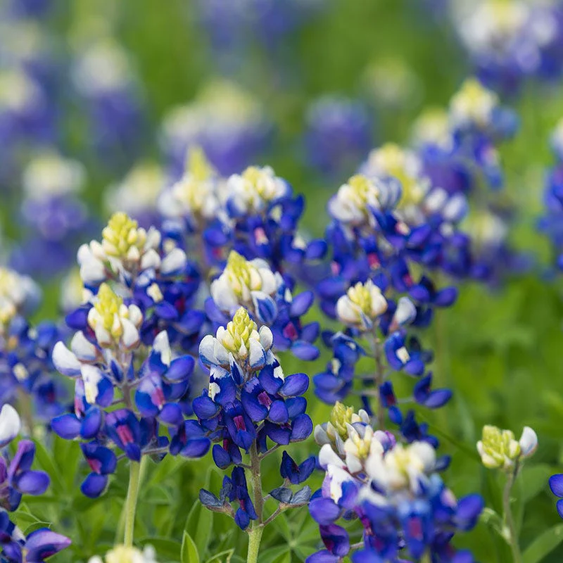 Texas Bluebonnet Seeds - Image 2
