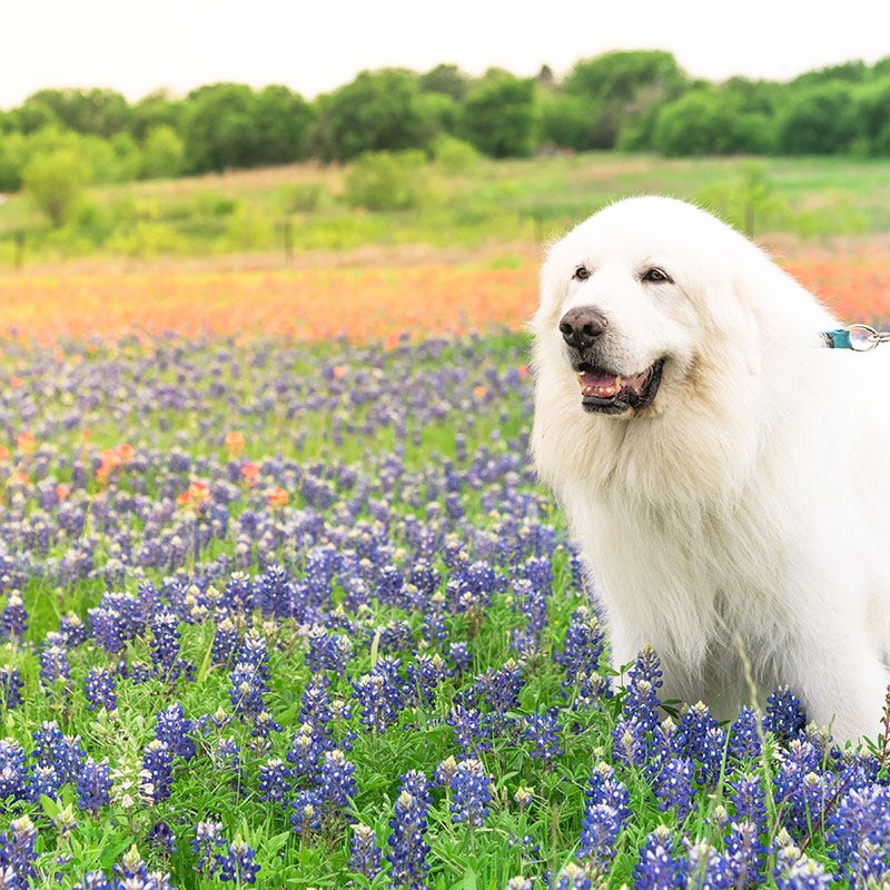 Texas Bluebonnet Seeds - Image 5