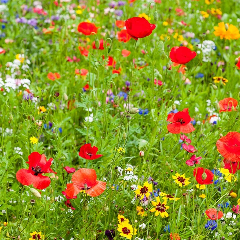 Thank You For Your Support Seed Packet - Image 3