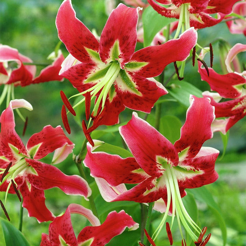 Black Beauty Lily Bulbs - Image 2