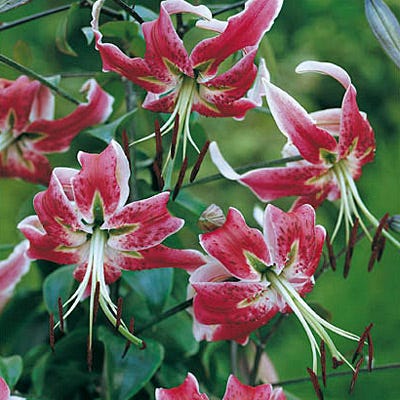 Black Beauty Lily Bulbs - Image 3