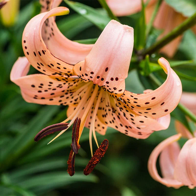 Pink Tiger Lily Bulbs - Image 2