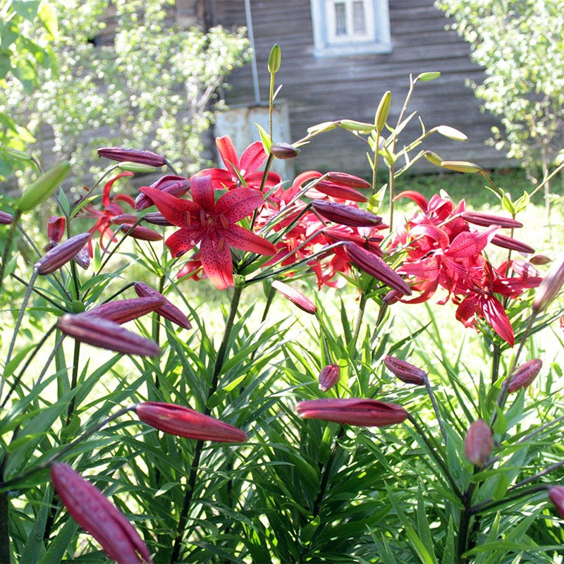 Red Tiger Lily Bulbs - Image 3