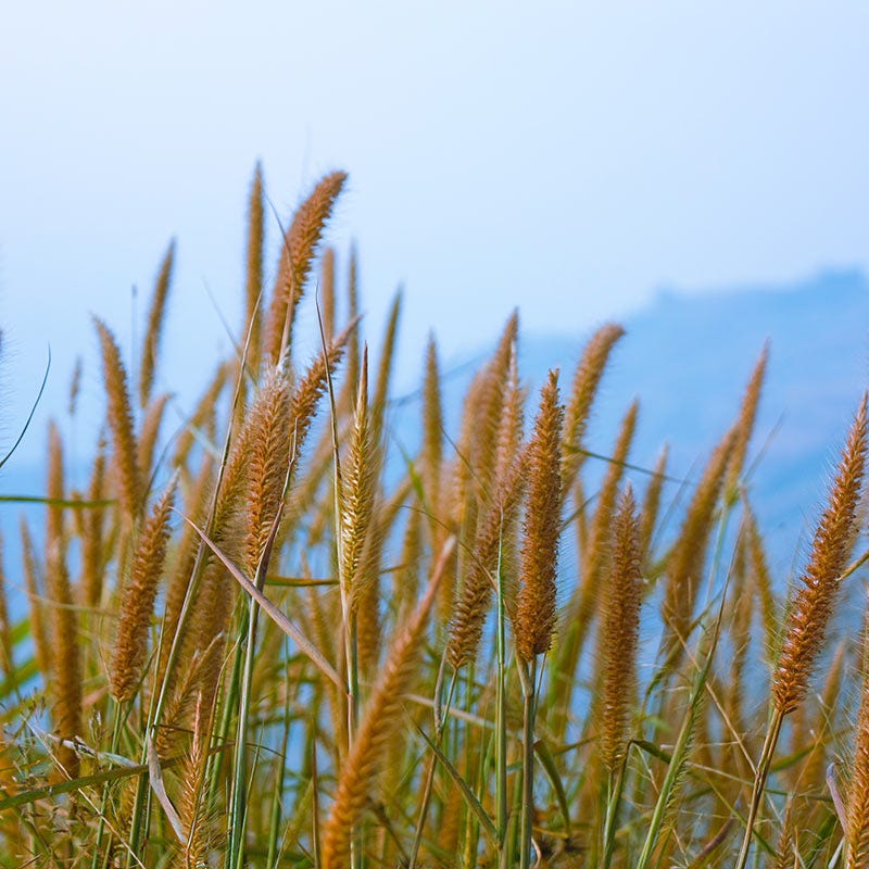 Timothy Grass Seeds - Image 3