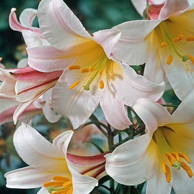 Regale Trumpet Lily Bulbs - Image 3