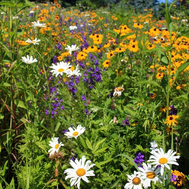 Utah Select Wildflower Seed Mix - Image 2