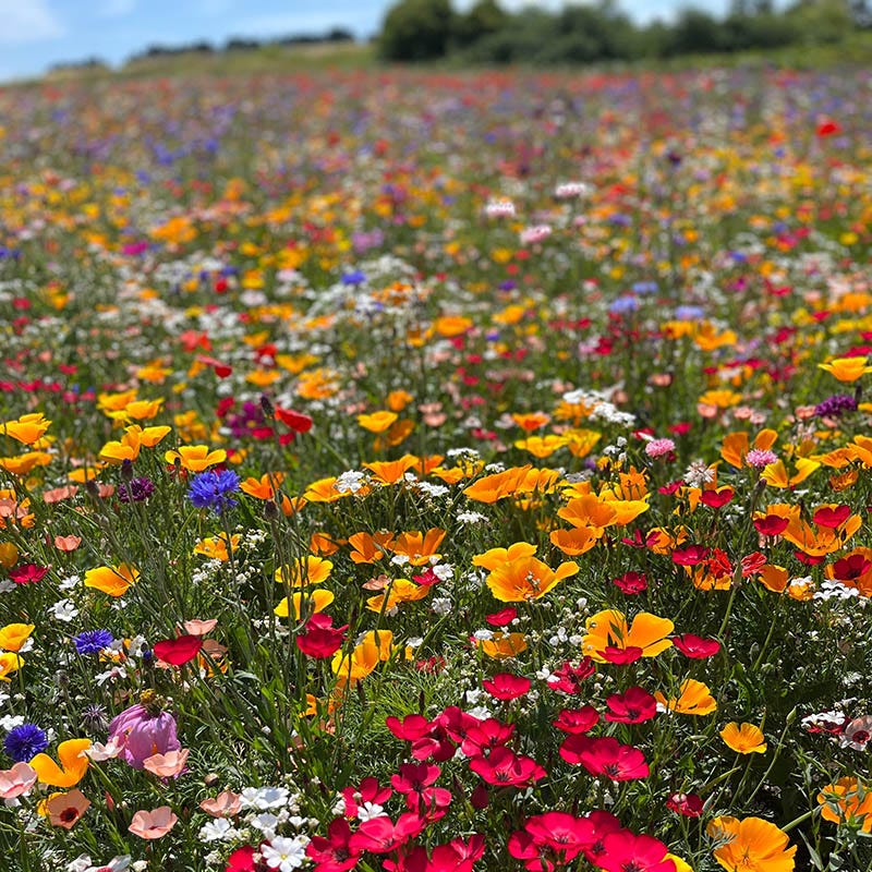 Value Bulk Wildflower Seed Mix - Image 4