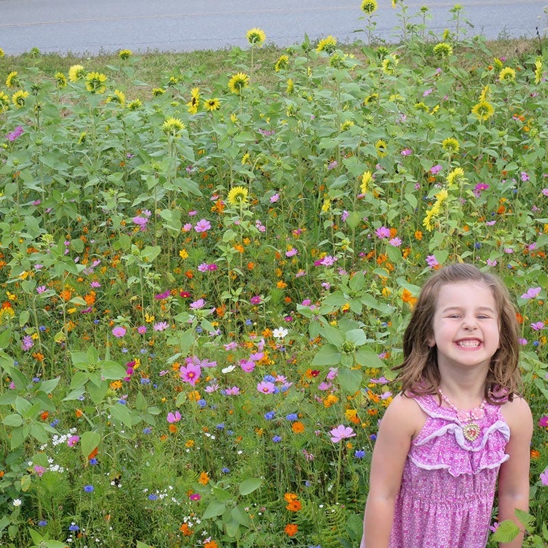 Vermont Select Wildflower Seed Mix - Image 2