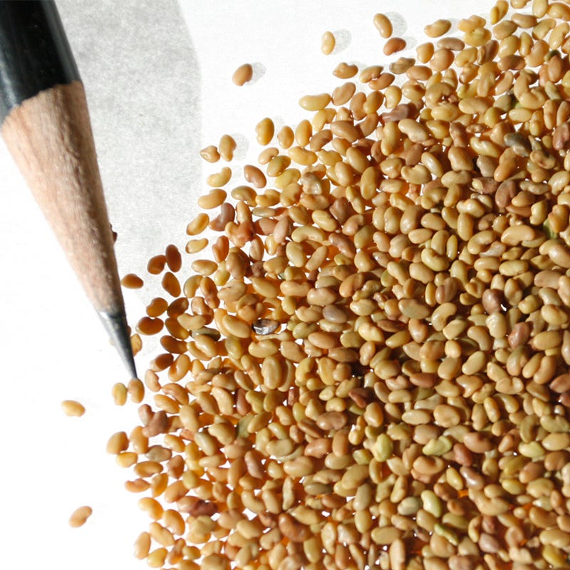 Vernal Alfalfa Seeds - Image 4