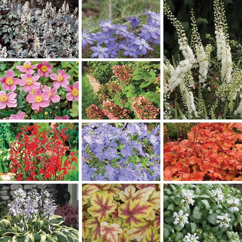 Vibrant Shade Pre-Planned Garden - Large - Image 2