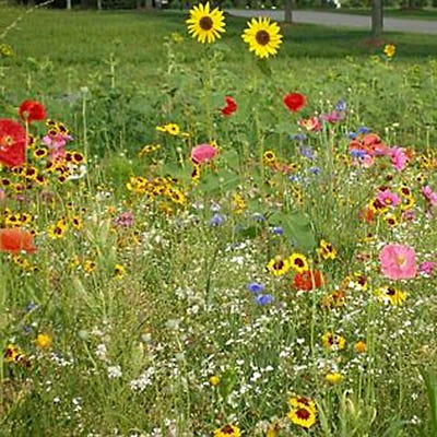 A Walk in God's Garden Seed Packet - Image 2