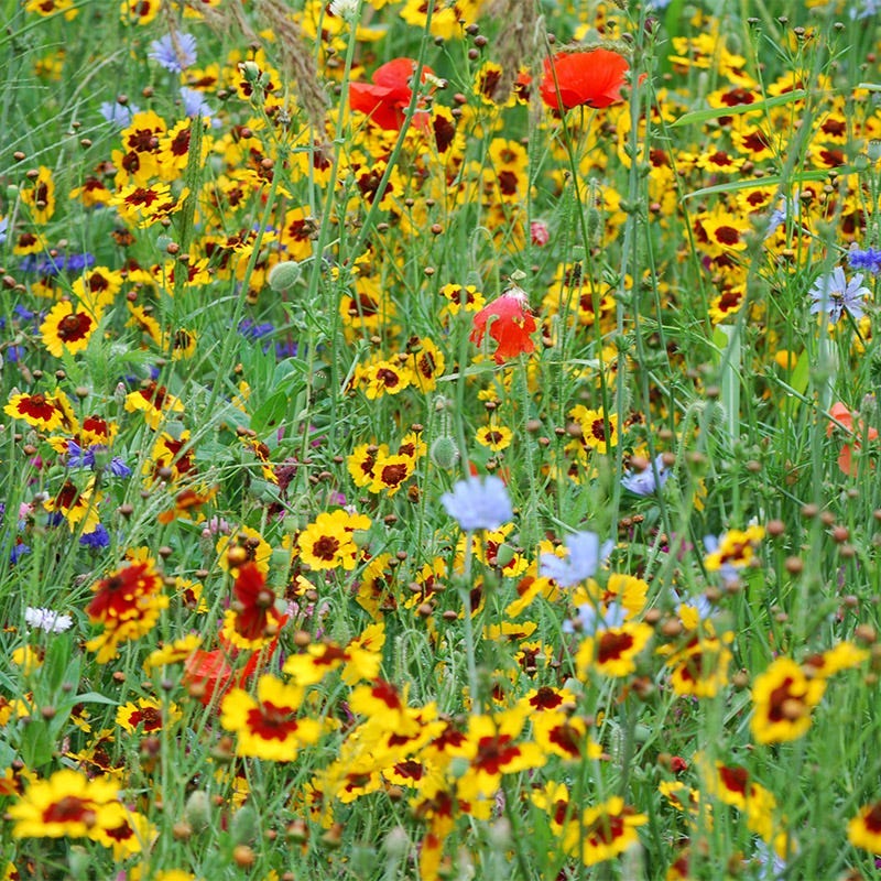 Washington Select Wildflower Seed Mix - Image 2