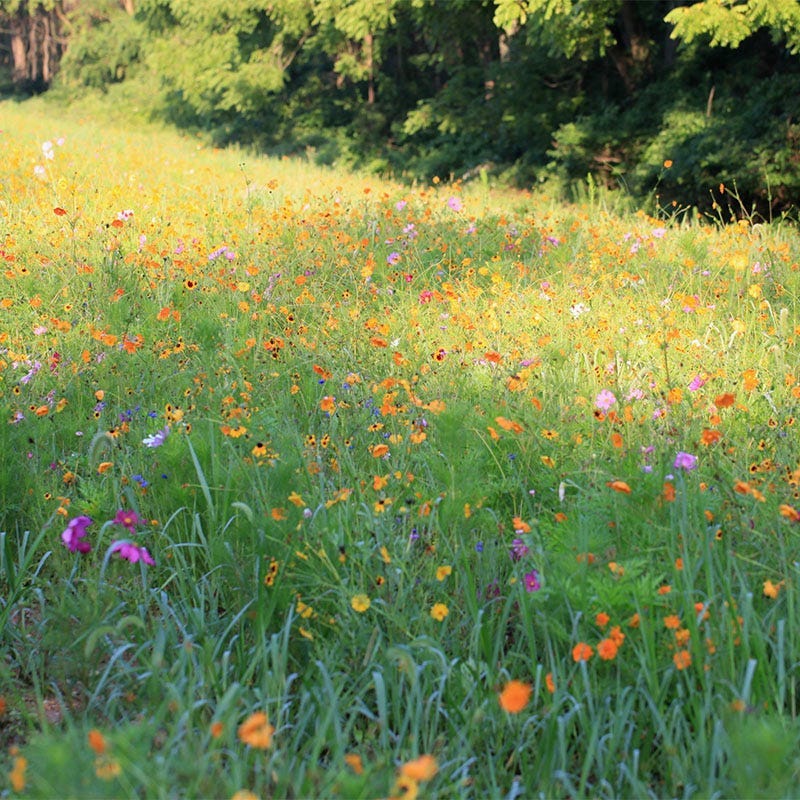 West Virginia Select Wildflower Seed Mix - Image 2