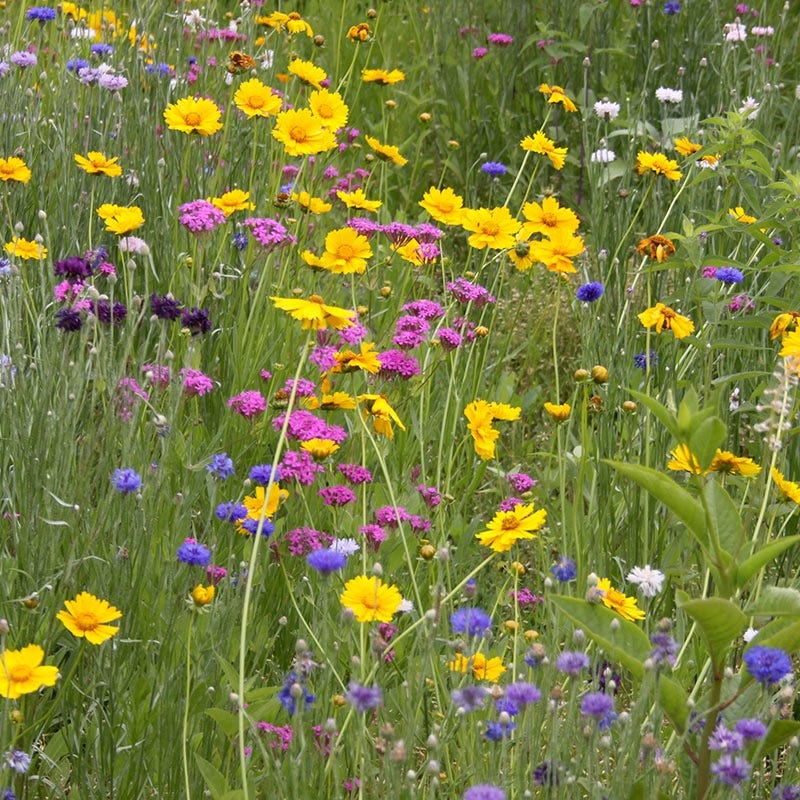 West Select Wildflower Seed Mix - Image 2