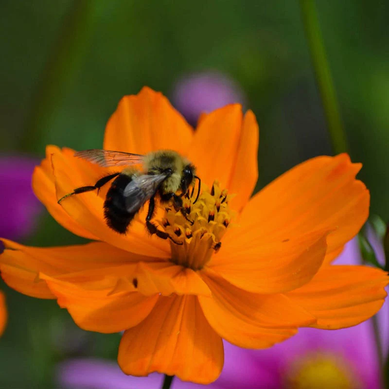 Western Pollinator Wildflower Seed Mix - Image 7