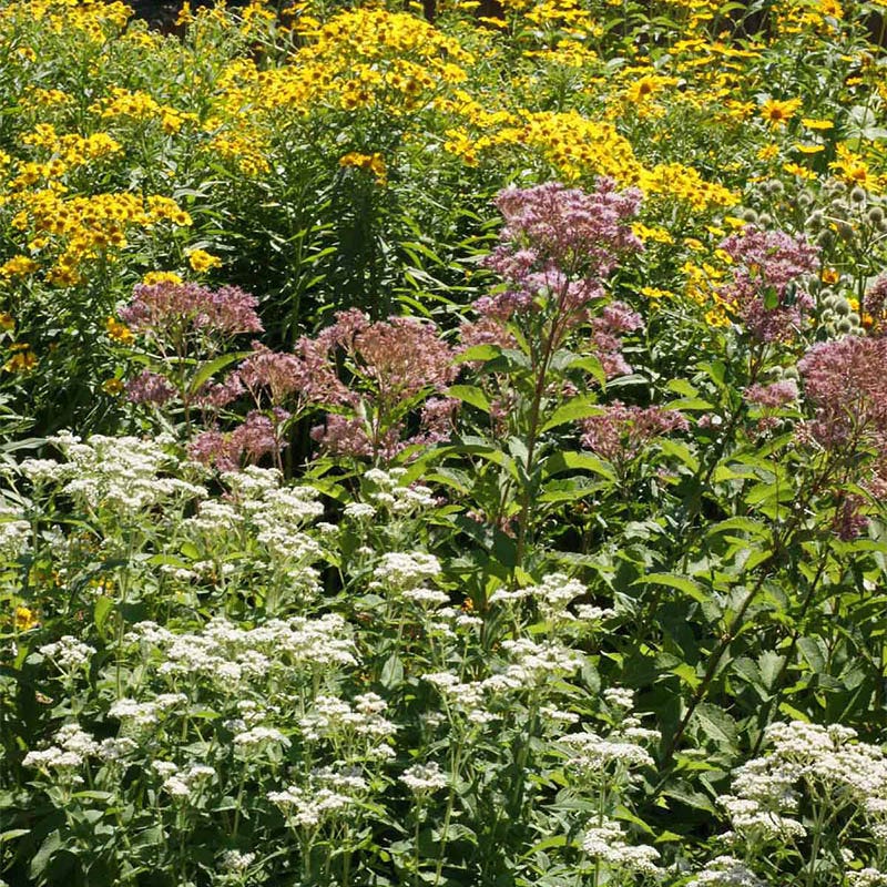 Wet Meadow Wildflower Seed Mix - Image 2