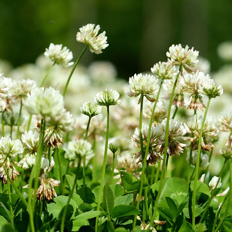 White Clover Seeds - Image 5