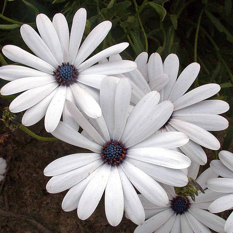 White Wildflower Seed Mix - Image 2