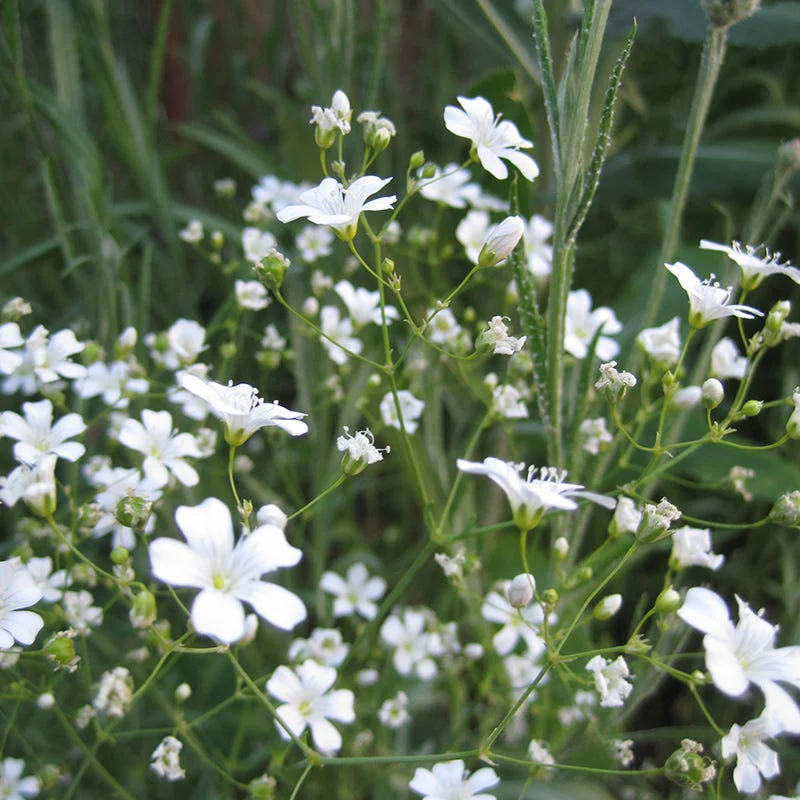 White Wildflower Seed Mix - Image 4